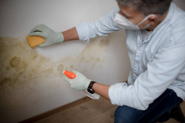 Best Crawl Space Mold Removal  in Stonewall, LA