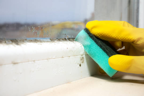 Best Commercial Mold Removal  in Stonewall, LA