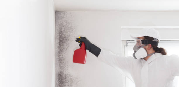 Best Office Mold Removal Services  in Stonewall, LA