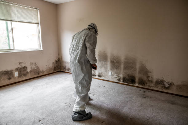 Best Attic Mold Removal  in Stonewall, LA