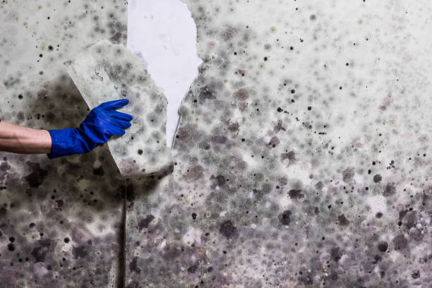 Crawl Space Mold Removal in Stonewall, LA