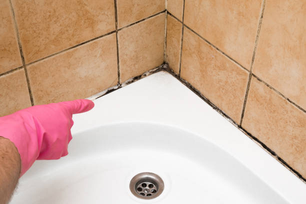 Best Residential Mold Removal  in Stonewall, LA