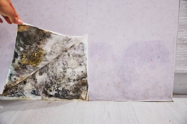 Office Mold Removal Services in Stonewall, LA